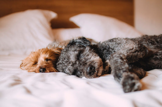 Reasons why you should choose Tencel sheets over Cotton